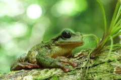 Plectrohyla hartwegi