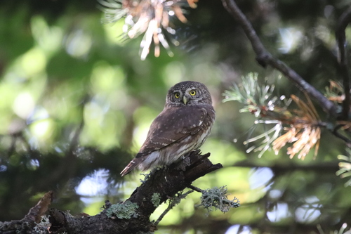 Mochuelo chico (Glaucidium passerinum)