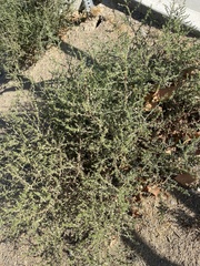 Salsola