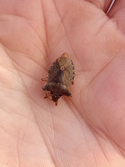 Pentatoma rufipes