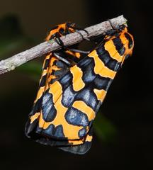 Amphicallia bellatrix