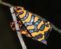 Amphicallia bellatrix