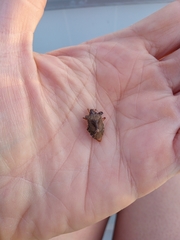 Pentatoma rufipes