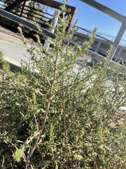 Salsola