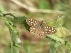 Pararge aegeria