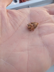 Pentatoma rufipes