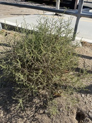 Salsola