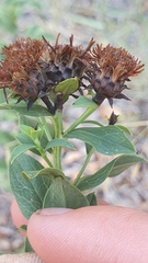 Pentanema spiraeifolium