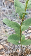 Pentanema spiraeifolium