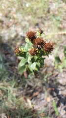 Pentanema spiraeifolium