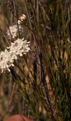 Pseudoselago gracilis