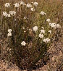 Pseudoselago gracilis