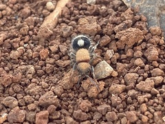 Dentilla curtiventris