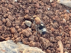 Dentilla curtiventris