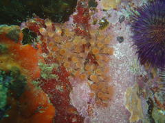 Isozoanthus capensis
