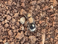 Dentilla curtiventris