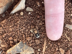 Dentilla curtiventris