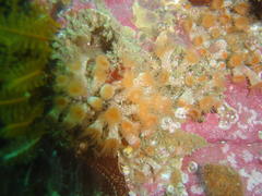 Isozoanthus capensis