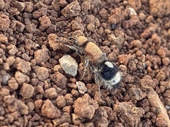 Dentilla curtiventris