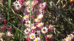 Achyranthemum