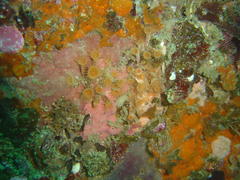 Isozoanthus capensis