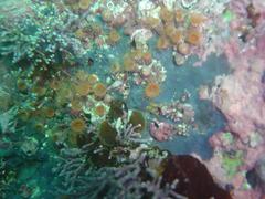 Isozoanthus capensis