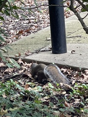 Sciurus carolinensis