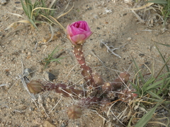 Micropuntia pulchella