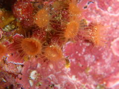 Isozoanthus capensis