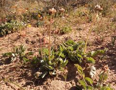 Arctotis campanulata