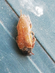 Cebrio