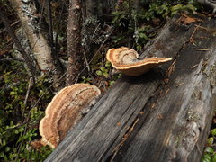 Gloeophyllum protractum