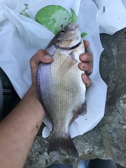 Amphistichus argenteus