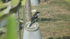 Lanius collaris collaris