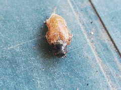 Cebrio