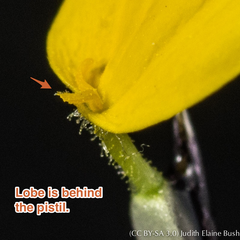 Monolopia lanceolata