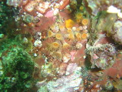 Isozoanthus capensis