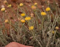 Chrysocoma tomentosa