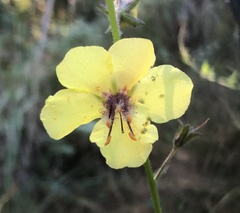 Verbascum blattaria