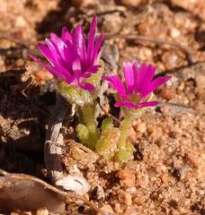 Cleretum hestermalense