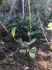 Verbascum blattaria
