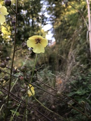 Verbascum blattaria