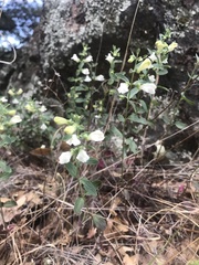Scutellaria californica