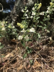 Scutellaria californica
