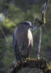Nycticorax nycticorax obscurus