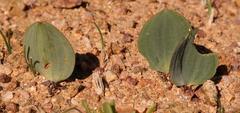 Eriospermum attenuatum