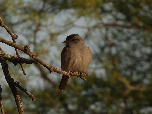 Crowned Slaty Flycatcher