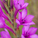 Shy Watsonia - Photo (c) Carina Lochner, some rights reserved (CC BY-NC), uploaded by Carina Lochner