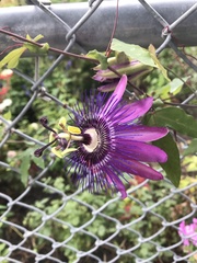 Passiflora amethystina × caerulea