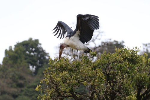 Marabú africano (Leptoptilos crumenifer)